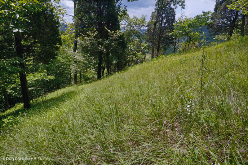 Rừng Dolostone Ridge và Valley – CEGL006030