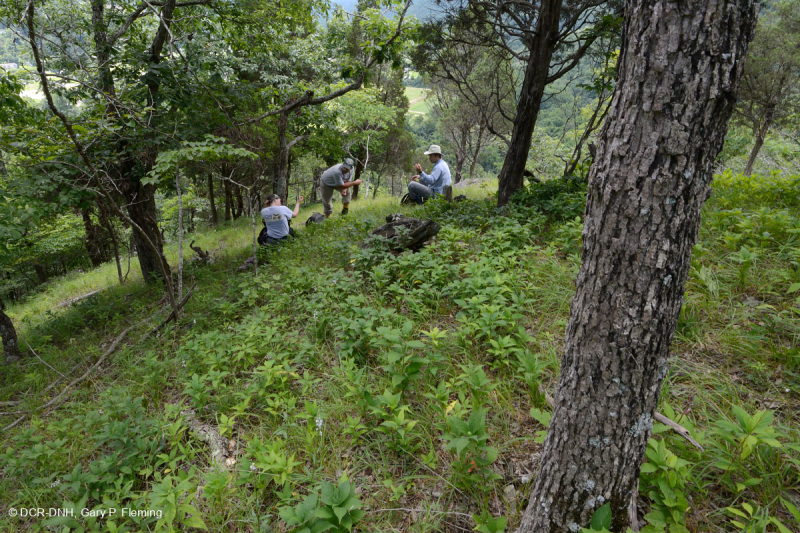 Rừng Dolostone Ridge và Valley – CEGL006030