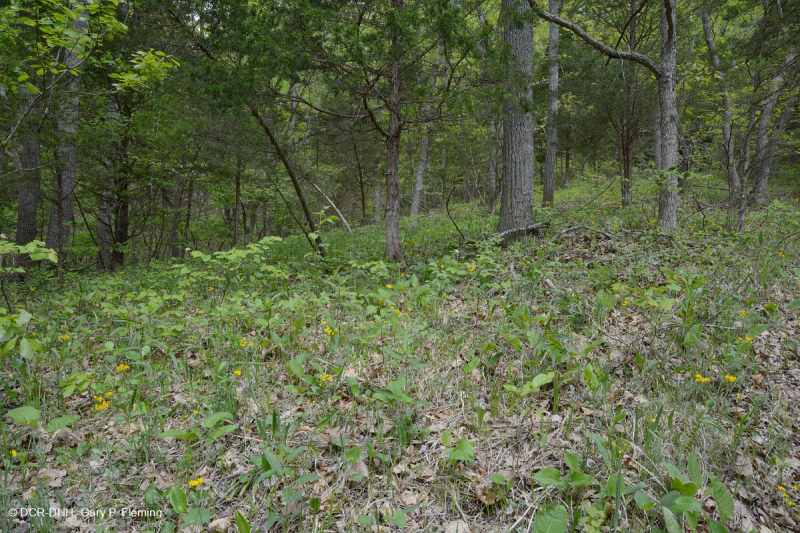 Rừng Dolostone Ridge và Valley – CEGL006030