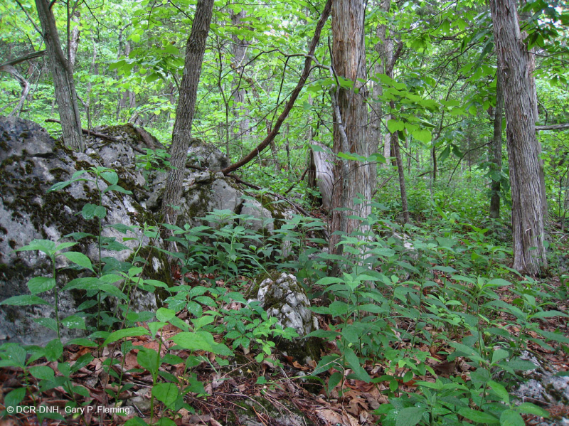 Cây sồi Chinquapin Appalachian Trung tâm - Rừng tuyết tùng đỏ phía Đông – CEGL006231