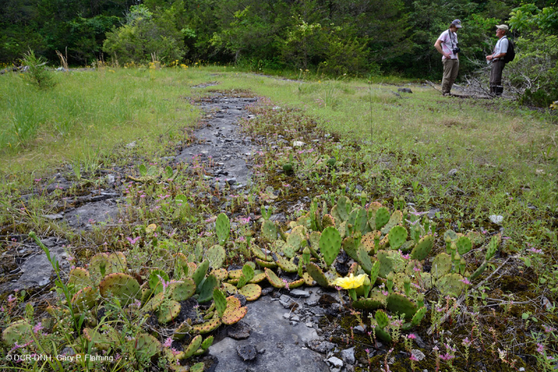 Đá vôi hàng năm Flatrock Barren – CEGL007073