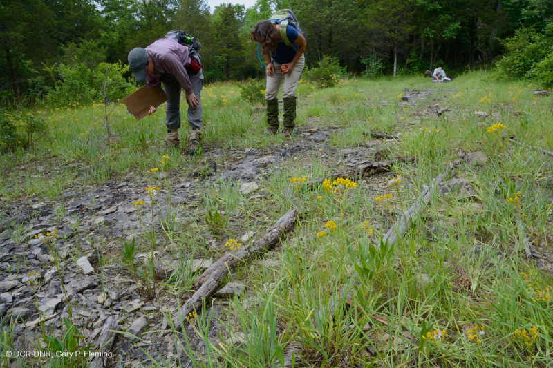 Đá vôi hàng năm Flatrock Barren – CEGL007073