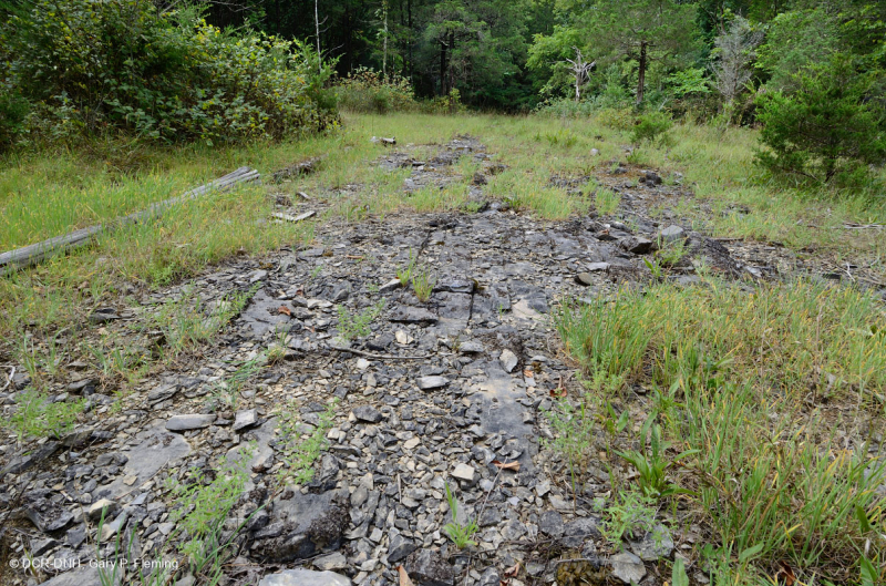 Đá vôi hàng năm Flatrock Barren – CEGL007073