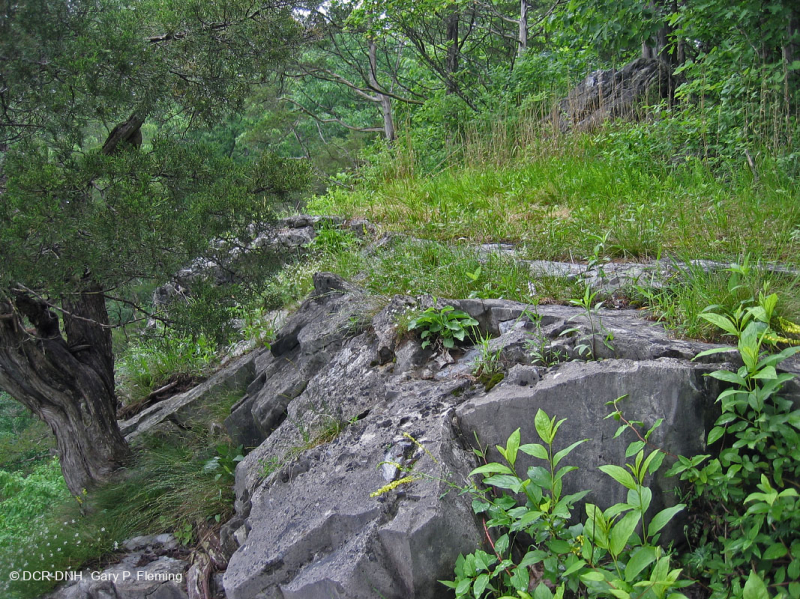 Cây sồi Chinquapin Appalachian Trung tâm - Rừng tuyết tùng đỏ phía Đông – CEGL006231