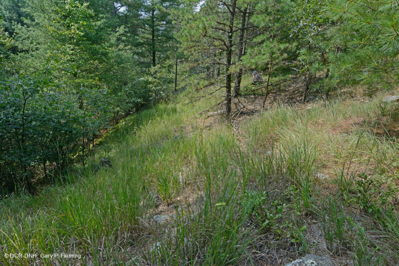 Rừng siêu mafic Blue Ridge phía Nam – CEGL004968