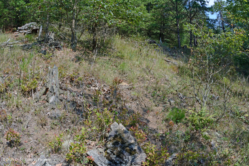 Rừng siêu mafic Blue Ridge phía Nam – CEGL004968