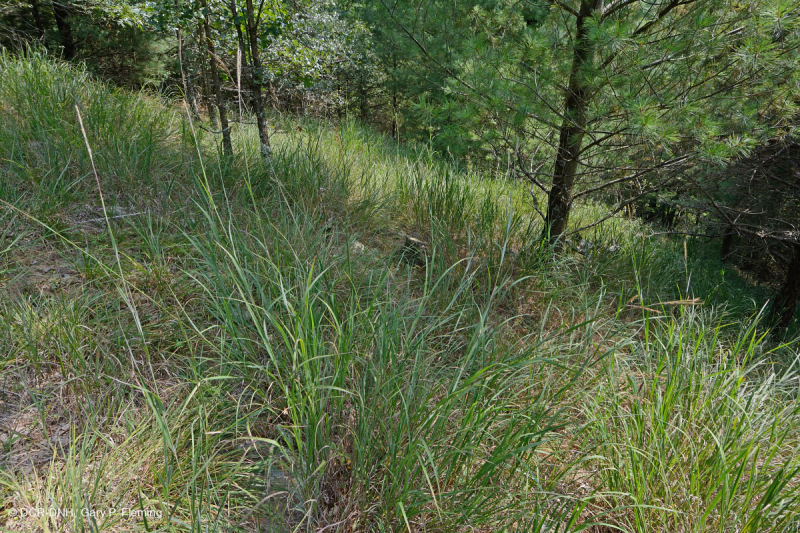 Rừng siêu mafic Blue Ridge phía Nam – CEGL004968