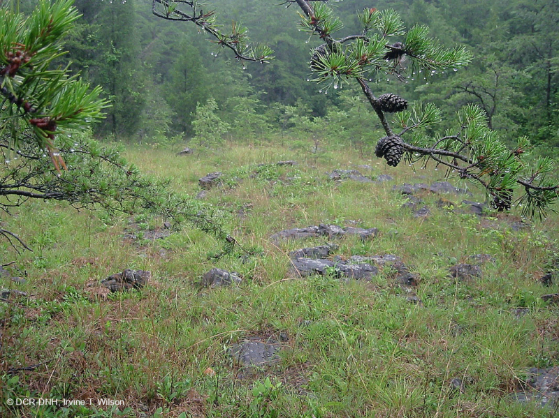 Đất cằn cỗi siêu mafic ở phía Nam Piedmont – CEGL006084