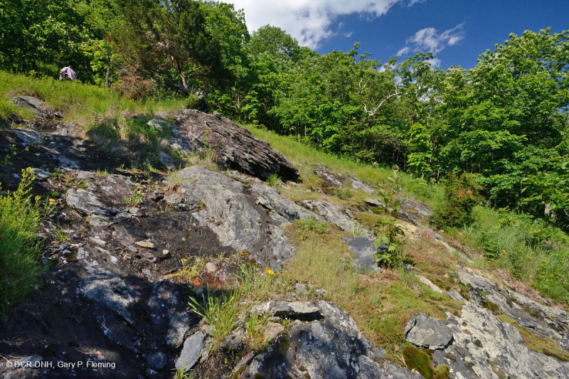 Đất cằn cỗi Mafic ở độ cao thấp của dãy núi Blue Ridge phía Nam – CEGL006215