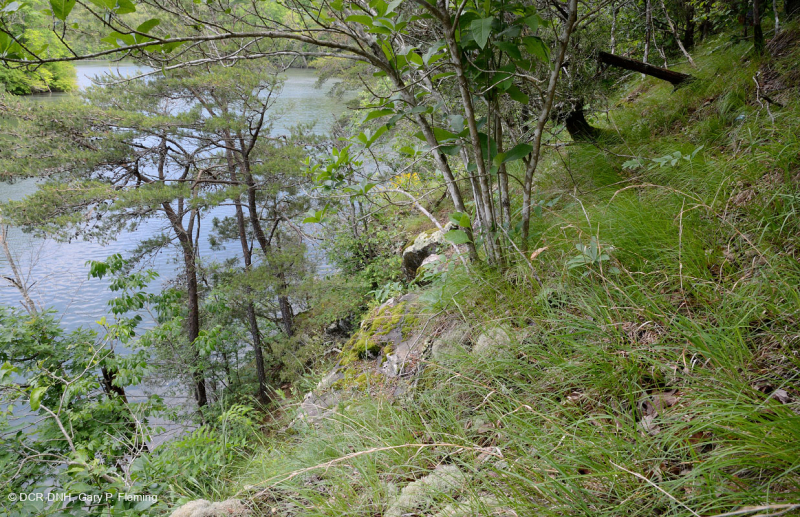 Mafic Piedmont phía Nam / Cằn cỗi vôi – CEGL004443