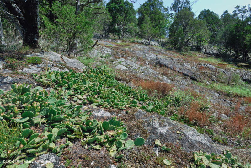 Piedmont Mafic Barren – CEGL006294