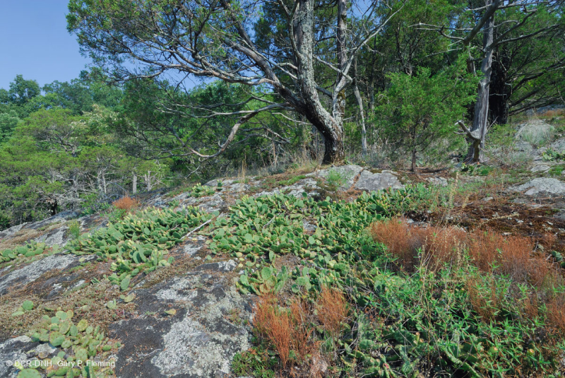 Piedmont Mafic Barren – CEGL006294