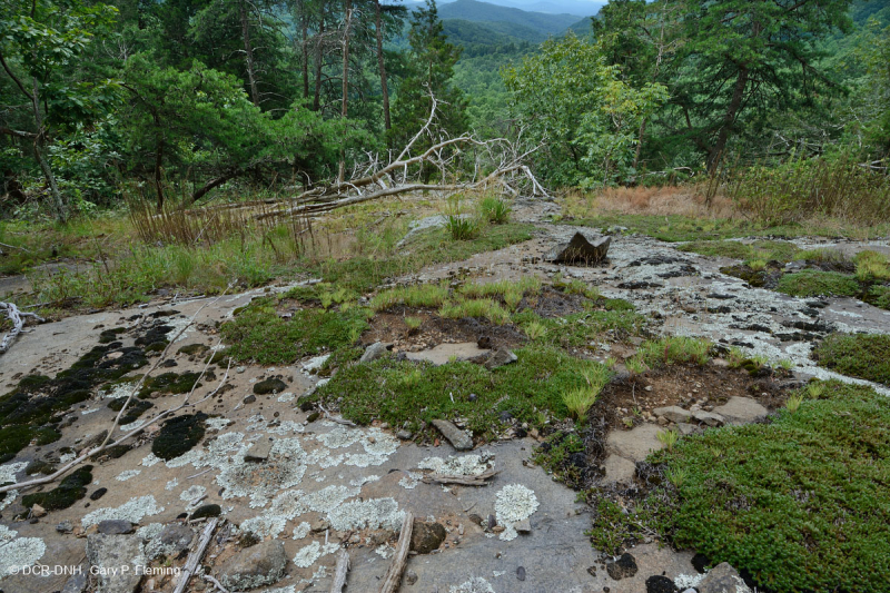 Piedmont Mafic Barren – CEGL006294