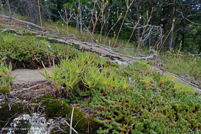 Piedmont Mafic Barren – CEGL006294