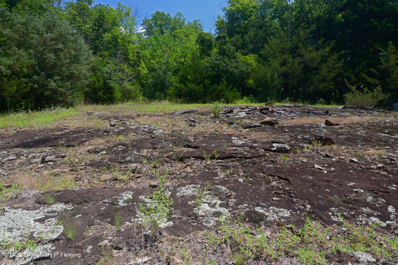 Piedmont Mafic Barren - CEGL006294