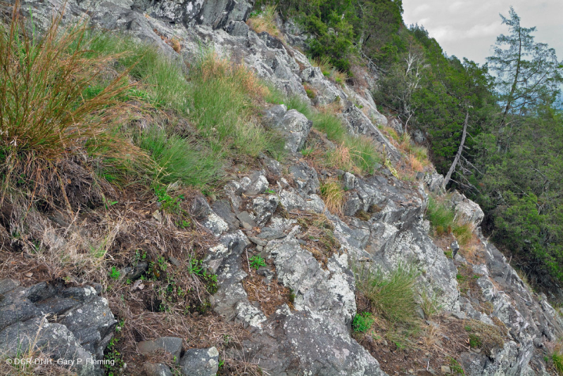 Đất Mafic/Cằn cỗi có đá vôi ở Trung Appalachian (Loại có độ cao thấp) – CEGL006037 (một phần)