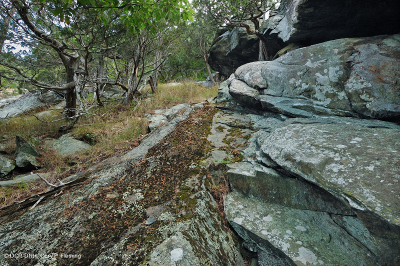 Đất Mafic/Cằn cỗi có đá vôi ở Trung Appalachian (Loại có độ cao thấp) – CEGL006037 (một phần)