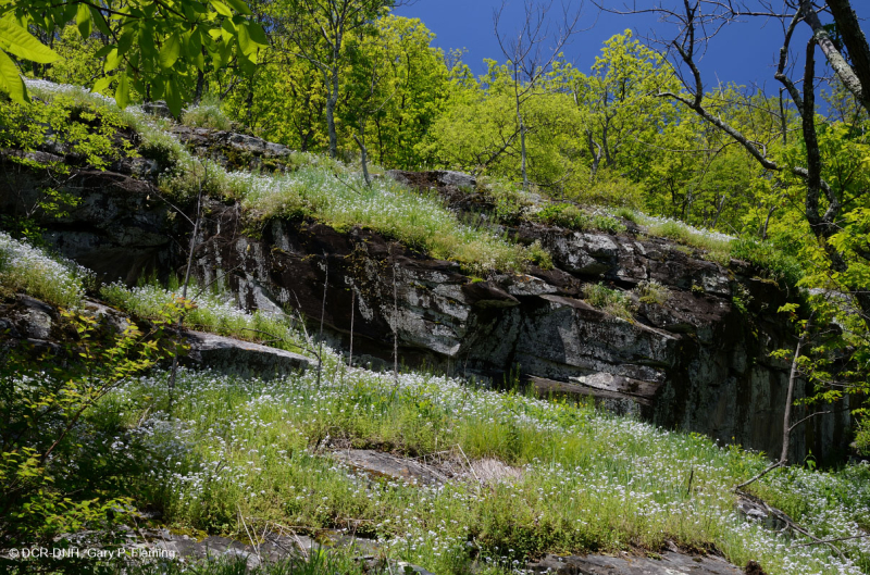 Đất Mafic Appalachian Trung tâm / Cằn cỗi có đá vôi (Loại có độ cao trung bình) – CEGL008529