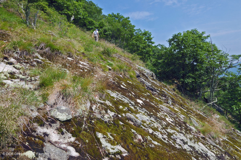 Đất Mafic Appalachian Trung tâm / Cằn cỗi có đá vôi (Loại có độ cao trung bình) – CEGL008529