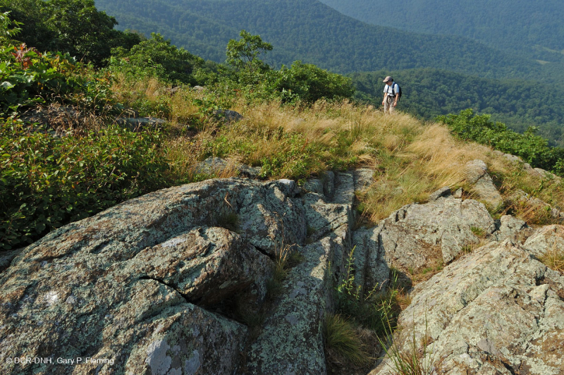 Đất Mafic Appalachian Trung tâm / Cằn cỗi có đá vôi (Loại có độ cao trung bình) – CEGL008529