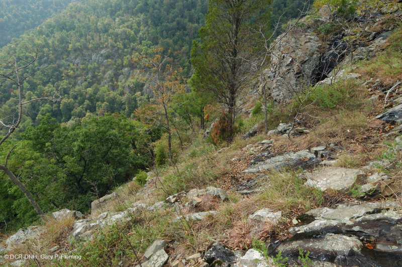 Đất Mafic Appalachian Trung tâm / Cằn cỗi có đá vôi (Loại có độ cao trung bình) – CEGL008529