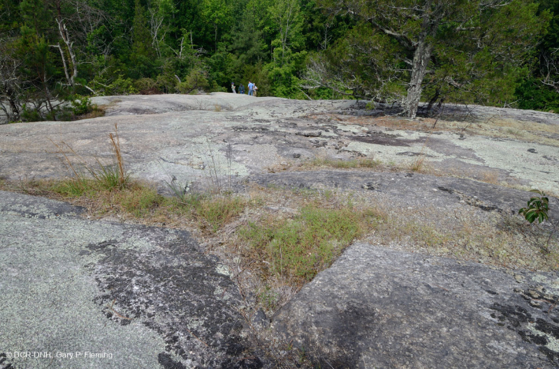 Đá granit Piedmont Flatrock – CEGL003857