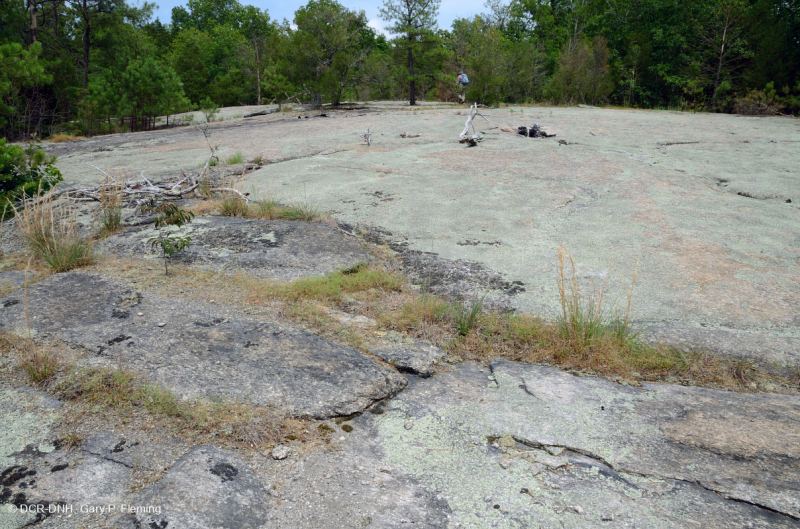 Đá granit Piedmont Flatrock – CEGL003857