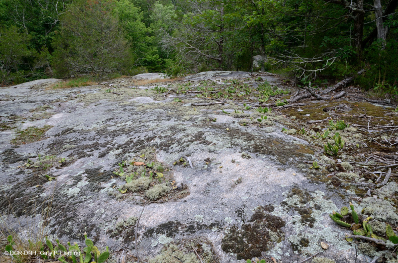 Đá granit Piedmont Flatrock – CEGL003857