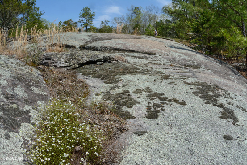 Đá granit Piedmont Flatrock - CEGL003857
