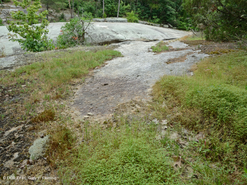 Đá granit Piedmont Flatrock – CEGL003857