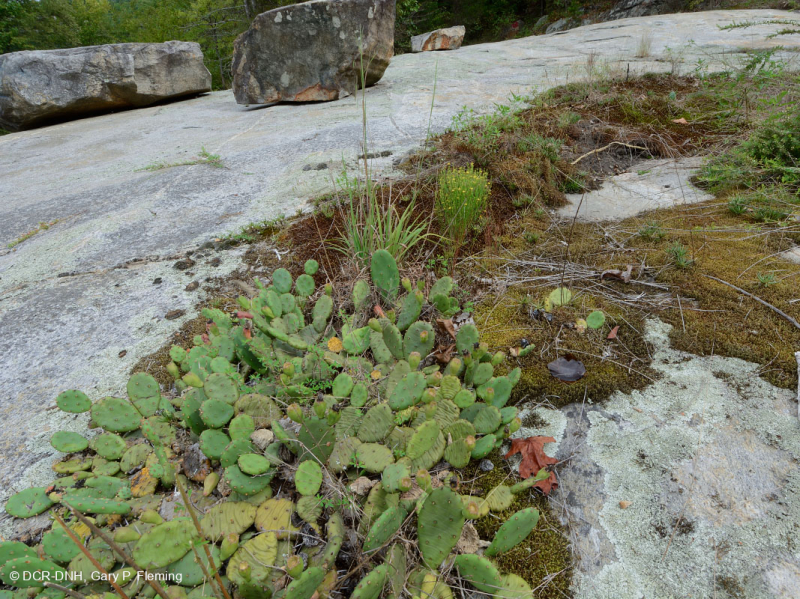 Đá granit Piedmont Flatrock - CEGL003857