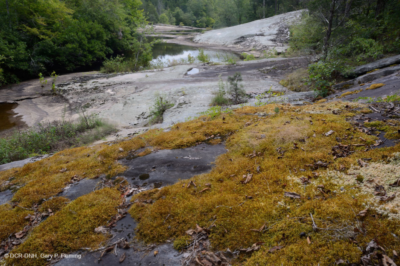 Đá granit Piedmont Flatrock - CEGL003857