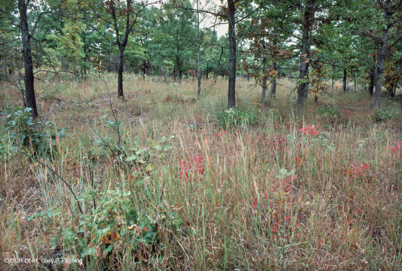 Rừng sồi-hickory có tính axit / Savanna – CEGL003722