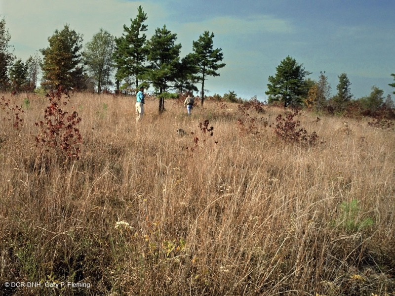 Rừng sồi-hickory có tính axit / Savanna – CEGL003722