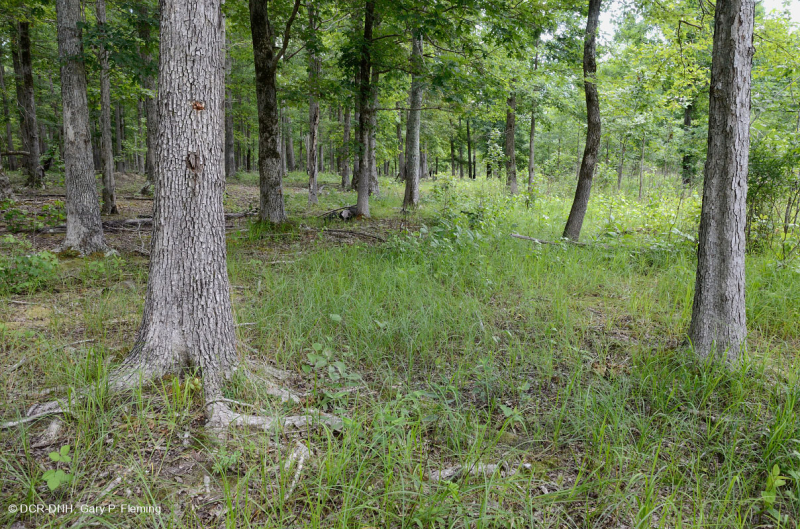 Rừng sồi-hickory có tính axit / Savanna – CEGL003722