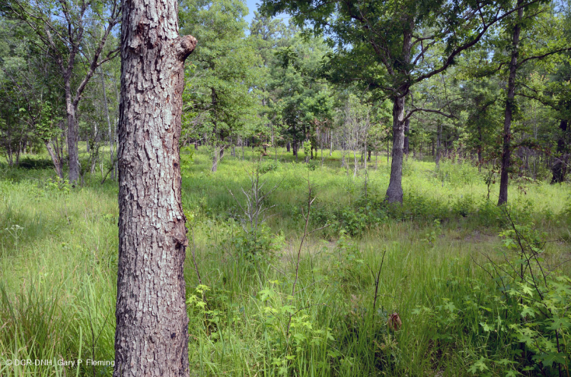 Rừng sồi-hickory có tính axit / Savanna – CEGL003722