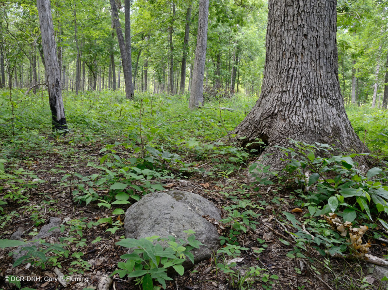 Rừng sồi-hickory cơ bản/Xavan – CEGL003721