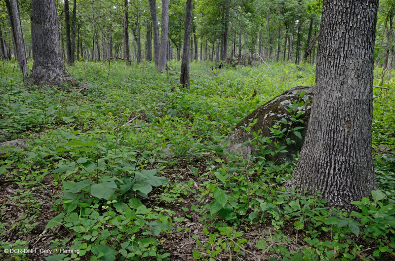 Rừng sồi-hickory cơ bản/Xavan – CEGL003721