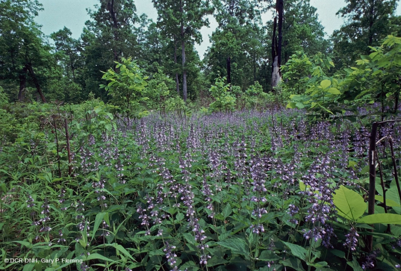 Rừng sồi-hickory cơ bản/Xavan – CEGL003721