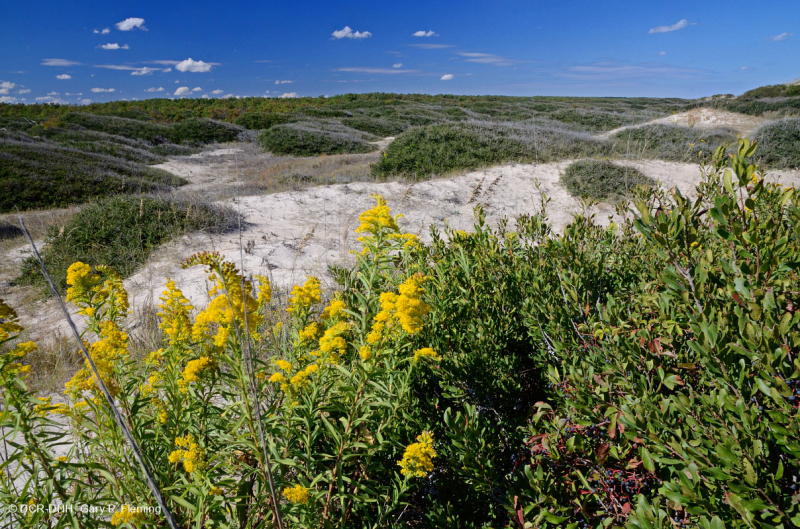 Live Oak Dune Scrub – CEGL003833