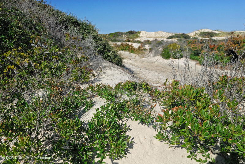 Live Oak Dune Scrub – CEGL003833