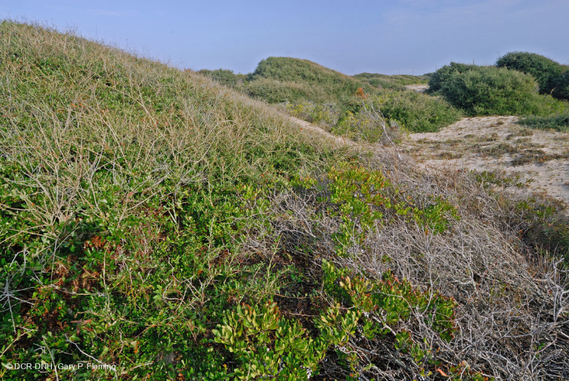 Live Oak Dune Scrub – CEGL003833