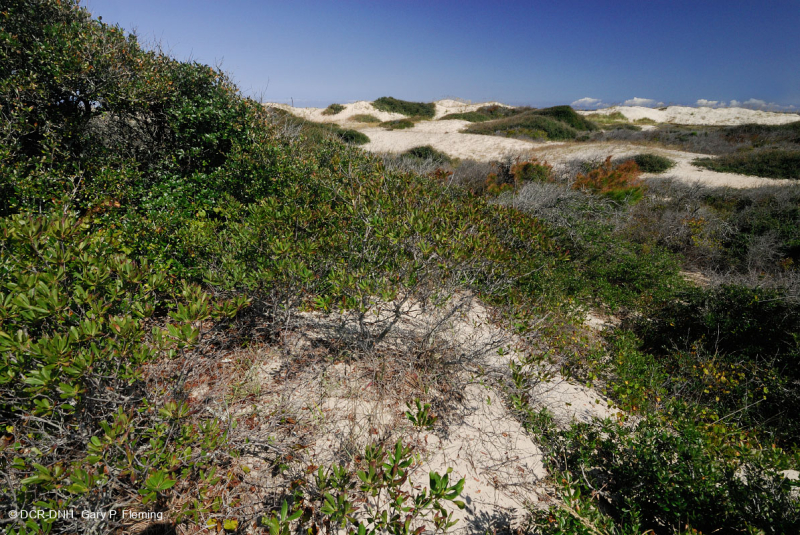Live Oak Dune Scrub – CEGL003833