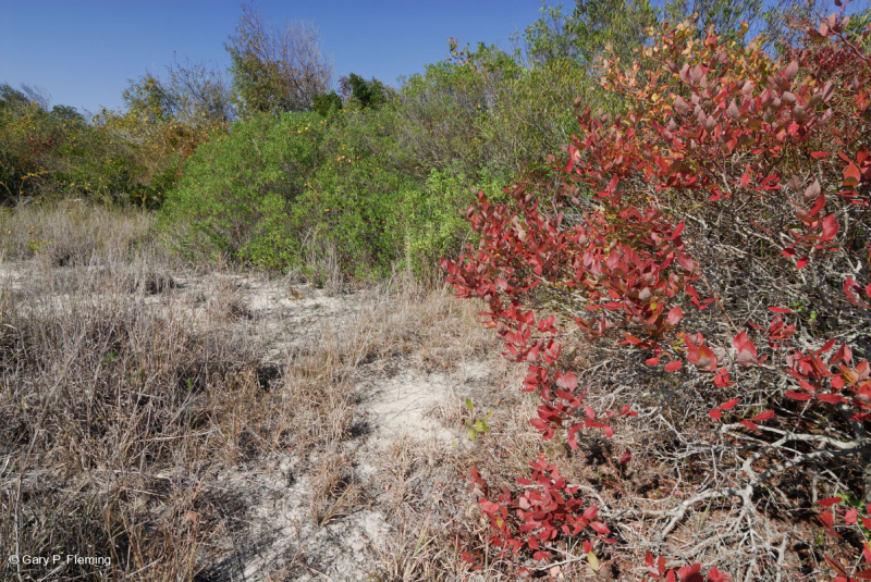 Cây bụi Cồn cát Bayberry phía Bắc – CEGL003881
