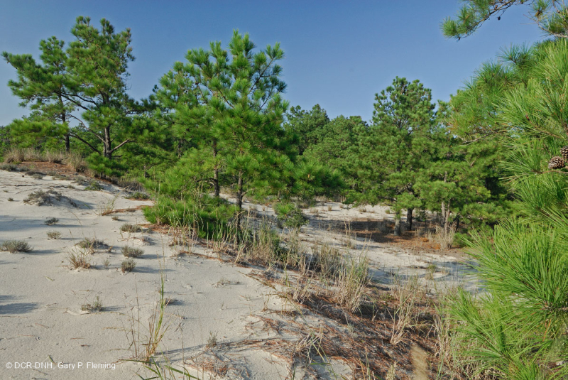 Rừng thông Loblolly / Cát thạch nam – CEGL006052