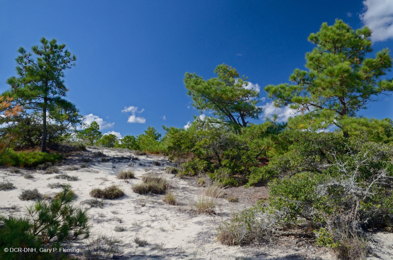 Rừng thông Loblolly / Cát thạch nam – CEGL006052