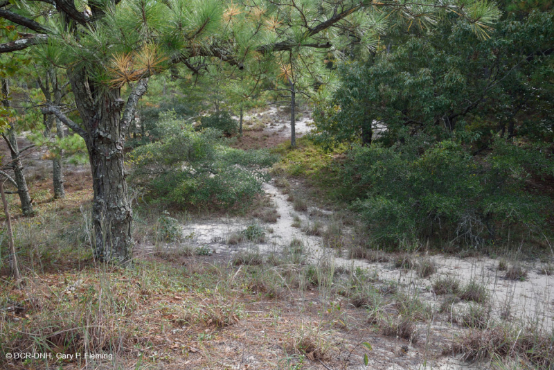 Rừng thông Loblolly / Cát thạch nam – CEGL006052