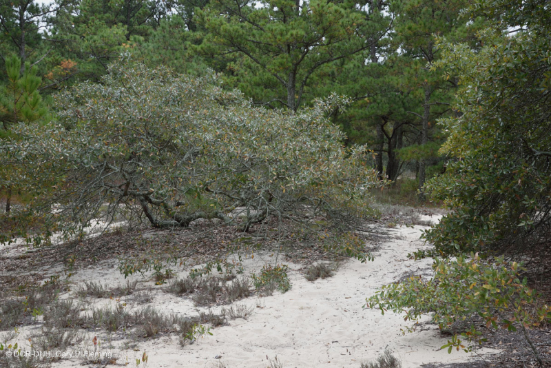 Rừng thông Loblolly / Cát thạch nam – CEGL006052