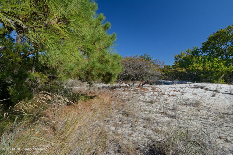 Rừng thông Loblolly / Cát thạch nam – CEGL006052