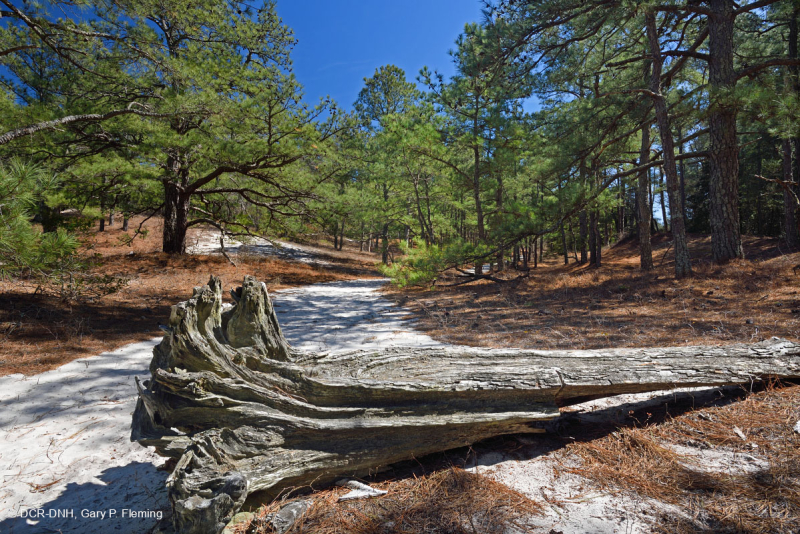 Rừng thông Loblolly / Cát thạch nam – CEGL006052